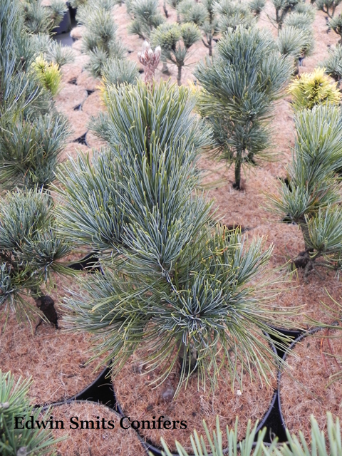 Pinus pumila 'Sntis'
